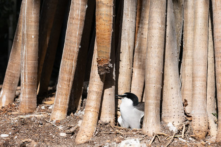 Bridled tern nesting among aerial roots of banyan tree on Lady Elliot Queensland Australia.の写真素材