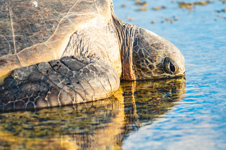 Close-up of g1reen turtle left behind by falling tide after a night of egg laying, now waiting for...