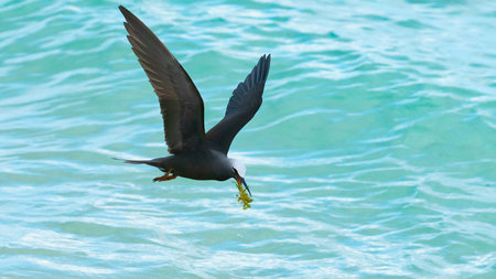 Bird carying nesting material, seaweed, over water flying