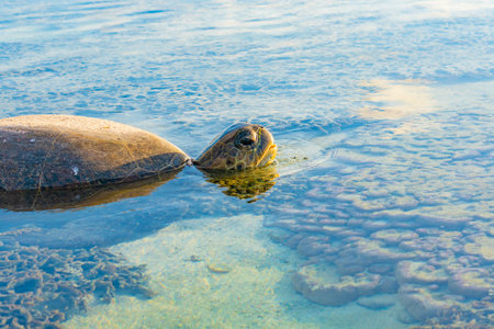 Green turtle pokes head out of shallow water and opens mouth to take breath after being left behind...