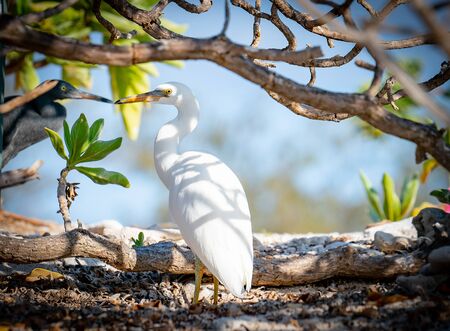 Eastern Reef Egrets sheltering from sun under tree branches on Lady Elliot Island.の写真素材