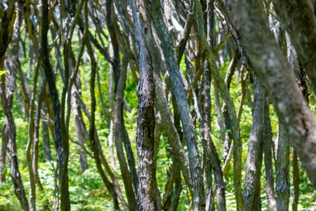Characteristic wriggly stems and bark patterns of ti tree forest on Kawau Island.