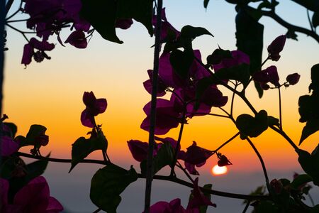 Santorini sunset through silhouette grape vine and leaves, Greece.の写真素材
