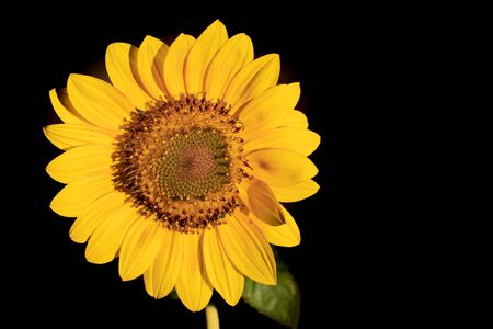 One large bright yellow sunflower isolated on black background.の写真素材