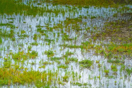 Rye Nature Reserve wetlands low vegetation.の写真素材