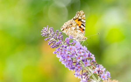 Painted lady butyerfly on blue wildflower against green bokeh background at Rye in East Sussex, UK.