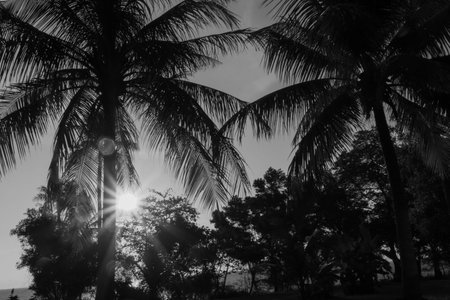 Monochrome image tropical island vegetation as sunset creates starburst and lens flare.