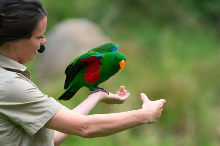 Healesville Australia - March 12 2020;  beautiful brightly coloured Eclectus parrot on arm of keeper...
