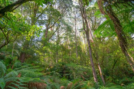 Dense environment of Cape Otway Rainforest vegetation growing together with tall spindly trees forming canopy over lush green ferns and undergrowth.の写真素材