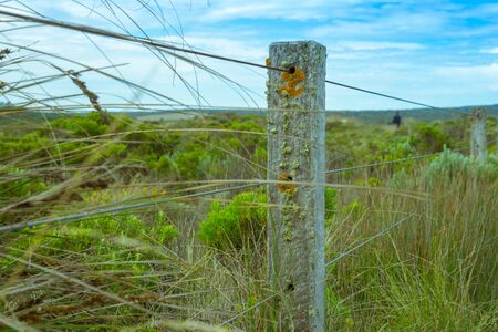 Wire fence through rustic fence posts with moss and lichen in area of low coastal vegetation and grass.の写真素材