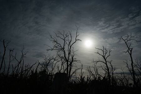 Dead gum trees silhouetted and back-lity bt sun filtered by light cloud in forest of bare  dead wriggly trees in Great Otway National Park, Victoria, Australia.の写真素材