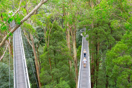 Victoria Australia - March 18 2020; Couple tourists walk along one of treetops walkway in Great Otway Flyway Adventure amongst the greenery of forest canopy.のeditorial素材