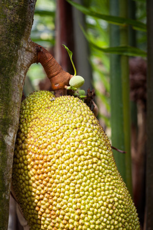 Huge jackfruit closeup growing on tree in rural Vietnam.