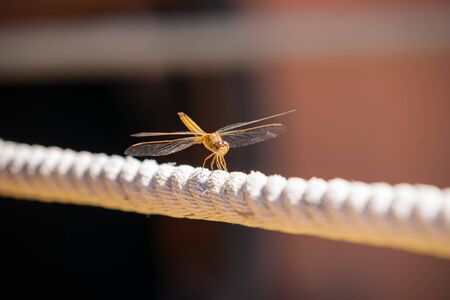 Dragonfly laned on rope in selective focus.の写真素材