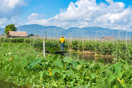 Inle Lake Myanmar - November 2 2013; Inle Lake locals work from boats growing vegetables and fruit in large gardens that float on the surface of the lake.のeditorial素材