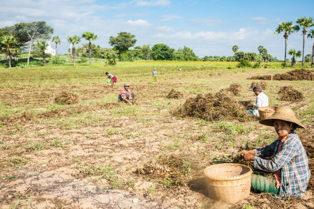 Bagan Myanmar - October 31 2013; Peanut harvest with people in fields lifting nuts out groundのeditorial素材