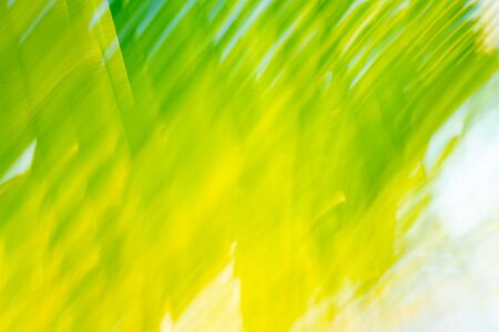 Tropical palm leaf background with motion blur effect.の写真素材