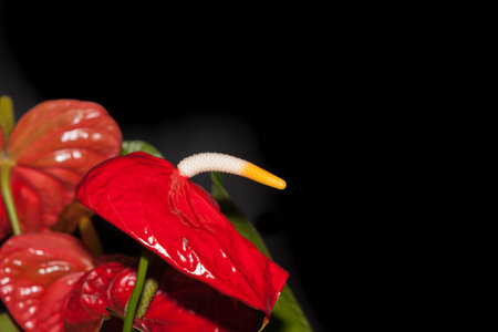 Large red anturium flower with white and yellow stamen isolated on black background