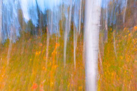 Vertical motion blur of forest impressionism background with strong white tree trunk.の写真素材