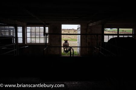 Calf at door of Amish milking shed looking into darkness inside, Lancaster County, PA.の写真素材