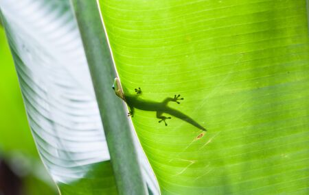 Small green gecko poking head over edge of tropical leaf with body silhouetted through leaf.の写真素材