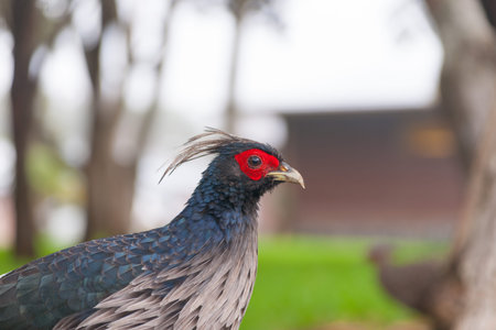 Kalij male pheasant with bright red eye.