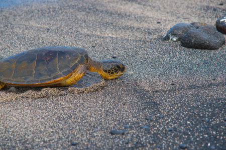 Green sea turtle coming ashore in egg laying season on Hawaiian Island.