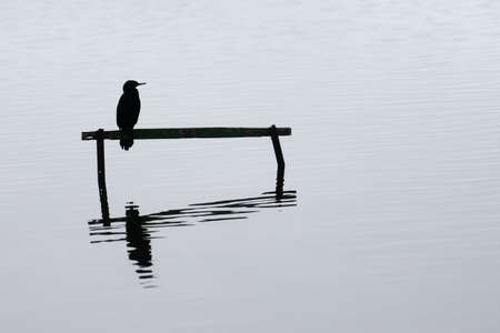 Little shag through the mist perching over and reflected in calm water below.の写真素材