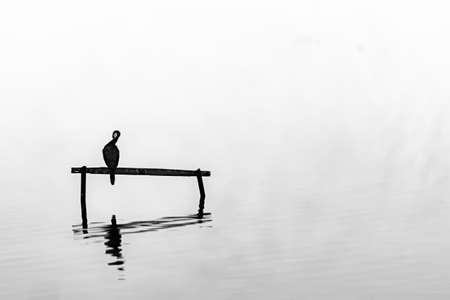 Little shag or cormorant perched on stand in calm water surrounded by mistの写真素材