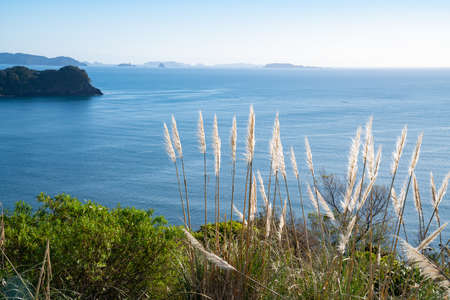 Coastal outlook from carpark for Catherdral Cove walk at Hahei Coromandel New Zealand with papmas grass flowers blowing in breeze.の写真素材
