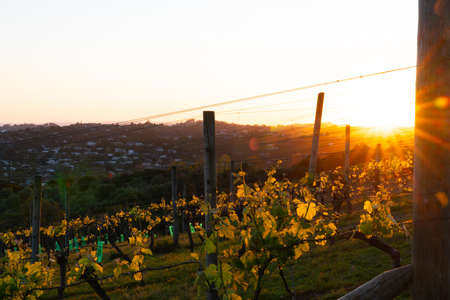 Vineyards with new spring growth backlit by sunriseの写真素材