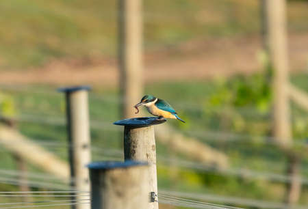 Vineyard kingfisher on post on Waiheke Island in New Zealand with worm for breakfast.の写真素材