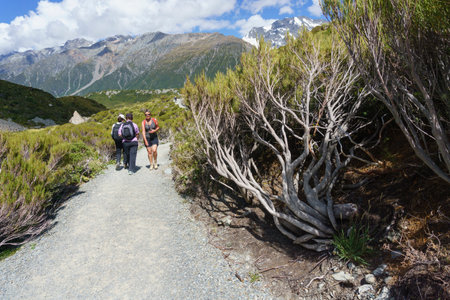 Mount Cook New Zealand - February 16 2015; Tourists walk along gravel track between alpine pine trees on Hooker Valley Trackのeditorial素材