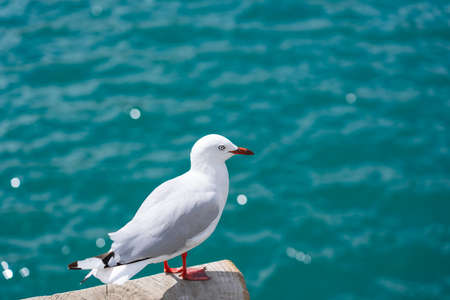 Red billed seagull standing on post against turquoise defocused background of sea.の写真素材