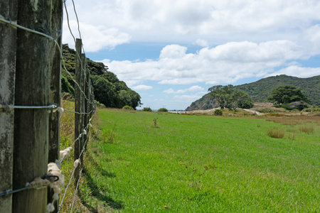 Sheep's wool wound around fence wire on long fence leading through field to Harataonga Beach on Great Barrier Island.の写真素材