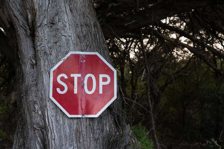 Old damaged road stop sign nailed to big tree.の写真素材