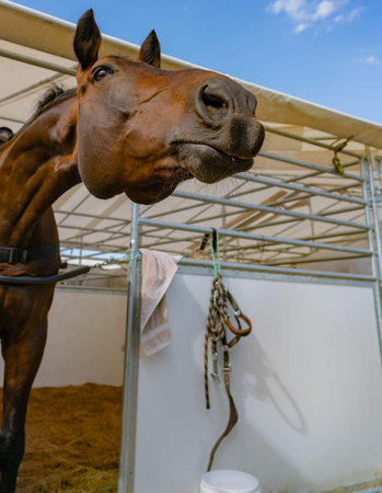 Brown horse poking it's head out of stall looking curious as if investigating whats happening.の写真素材