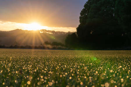 Abstract glistening dew drops at sunrise defocused and lit by rising sunの写真素材