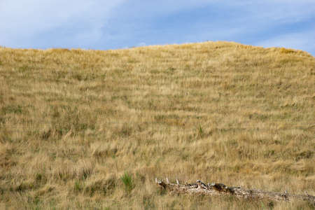 summer dry golden grass on hill with log in rural New Zealand.の写真素材