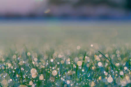 Abstract dew drops at sunrise at ground level  in selective focus for conceptual or background use.の写真素材