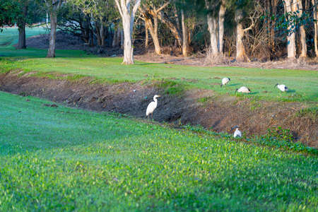 White ibis  and egret fossicking about for food near a drain in early morning light near stand of trees in Queensland Australia.の写真素材
