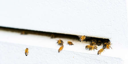 Bees around entrance to white beehive.の写真素材