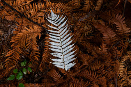 New Zealand national emblem the silver fern on forest floor of dry orange fronds and leaves.の写真素材