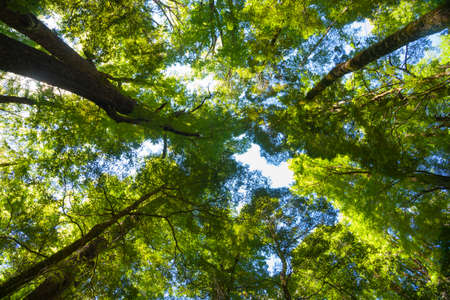 View up through foliage and tree trunks to forest canopy to blue skyの写真素材