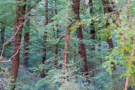 In forest as sun rises and lights up trees, foliage