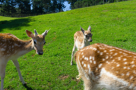 Three spotted Spanish Fallow deer in field,