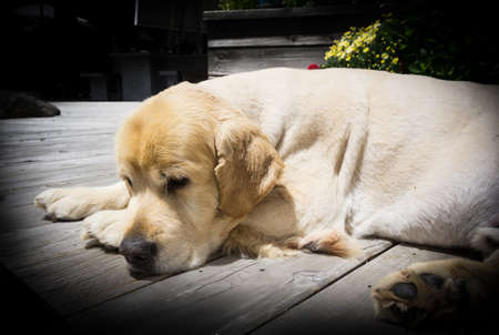 Golden labrador resting lazily on deck.の写真素材