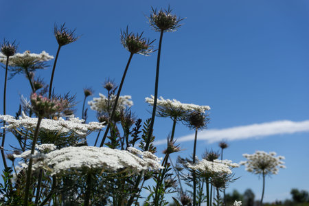 White wildflower.