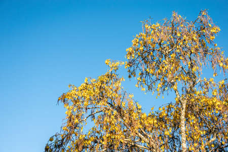 Tui feeding at sunrise on yellow flowers of kowhai tree in Tauranga New Zealand.の写真素材