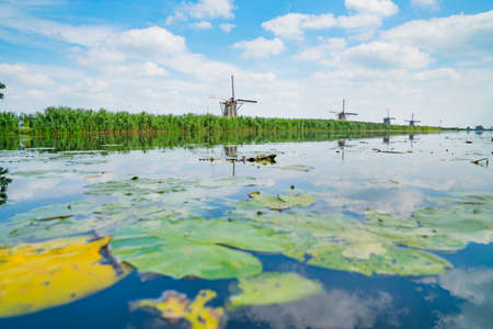 Picturesque windmills line in tall grass beyond calm canal water surface and lily leaves of Kinderdijk Netherlands.の写真素材